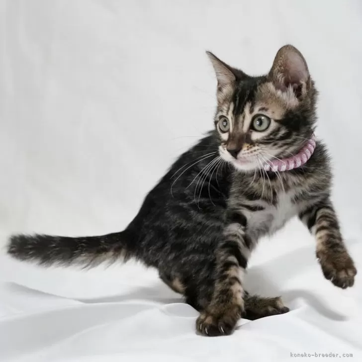 ID:2406-02159の子猫