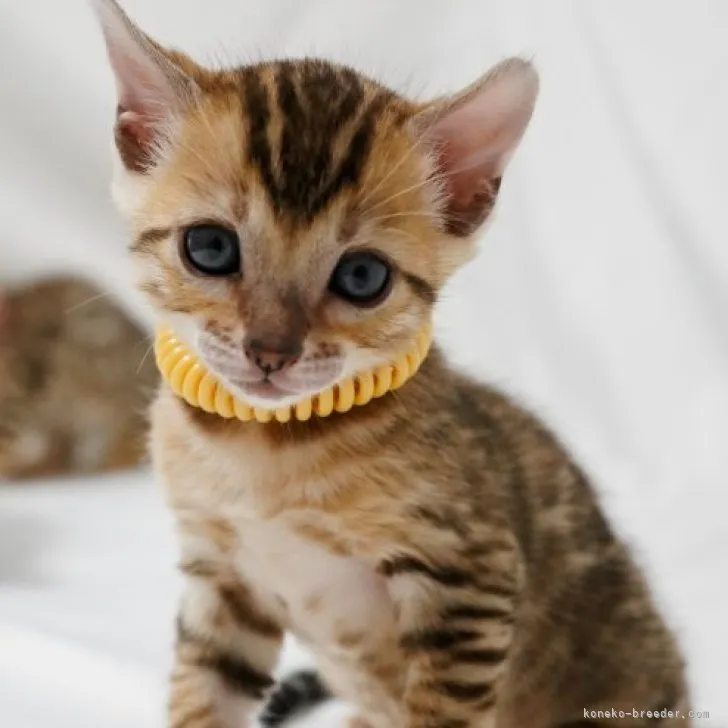 ID：2306-01405の子猫