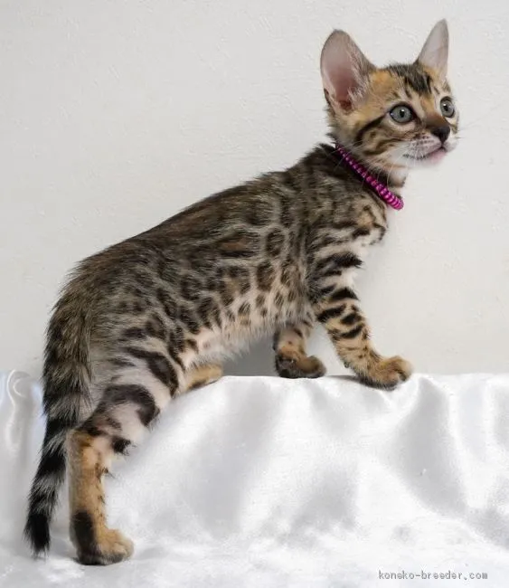 ID:2012-01501の子猫