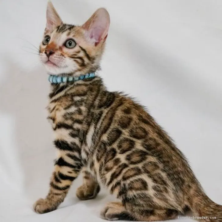 ID：2310-01859の子猫