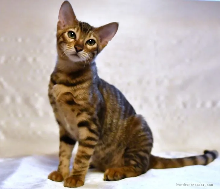 ID:1906-00706の子猫