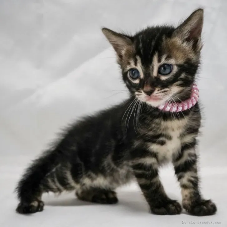 ID：2308-02142の子猫
