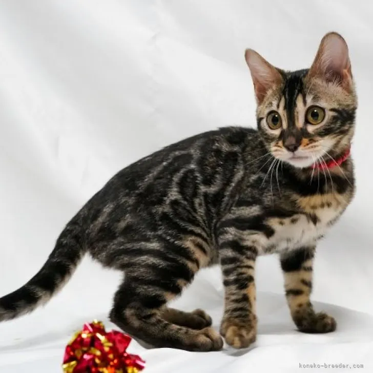 ID：2301-01004の子猫