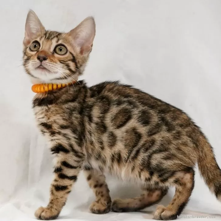 ID:2401-01520の子猫