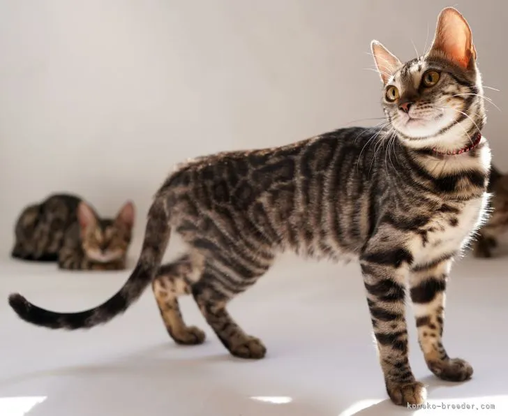 ID:2110-00551の子猫