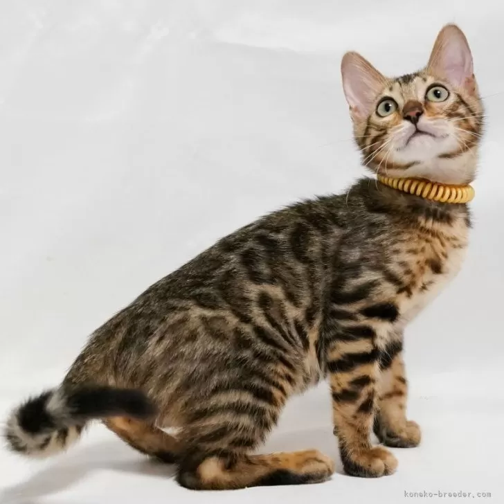 ID：2402-01809の子猫