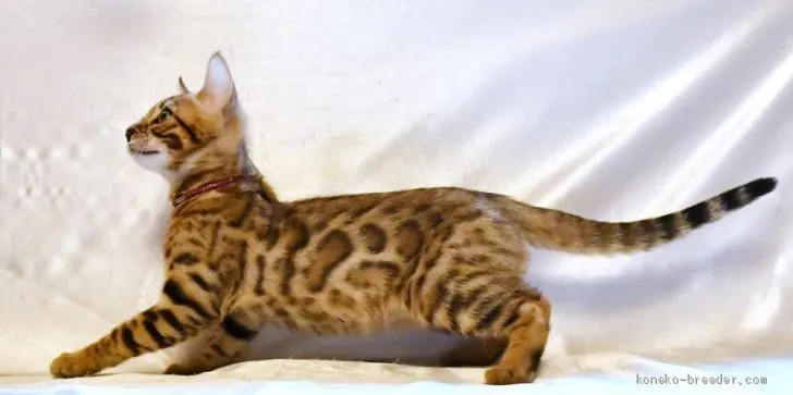 ID：1906-02246の子猫