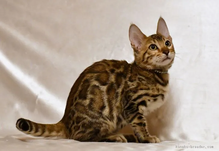 ID:1708-00143の子猫