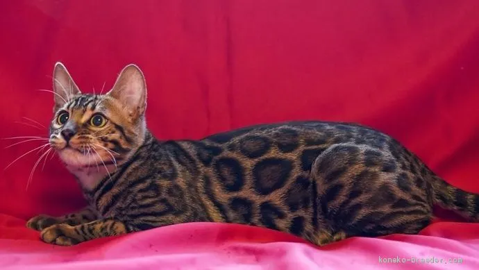 ID：1912-00823の子猫