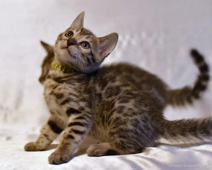 ID:1708-01084の子猫