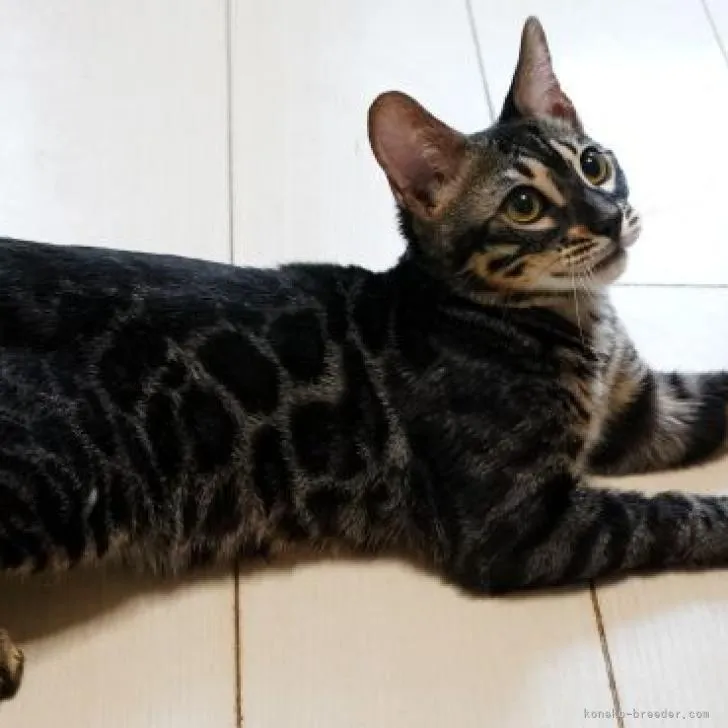 ID:2210-02766の子猫