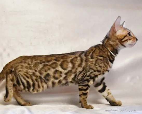 ID:1905-00260の子猫