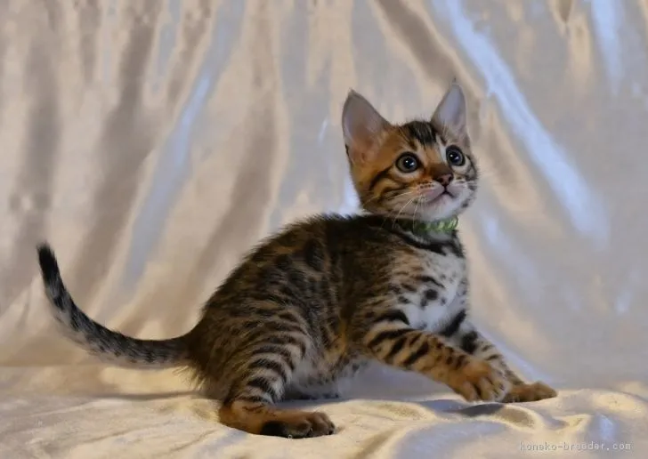 ID：1804-00051の子猫