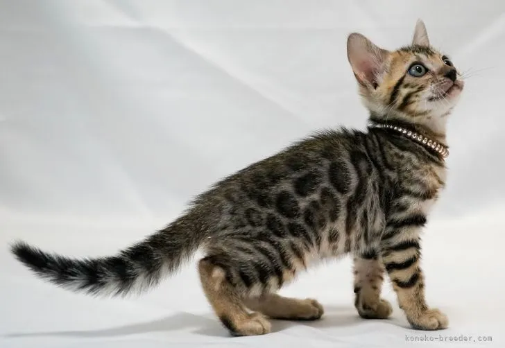 ID:2111-02265の子猫