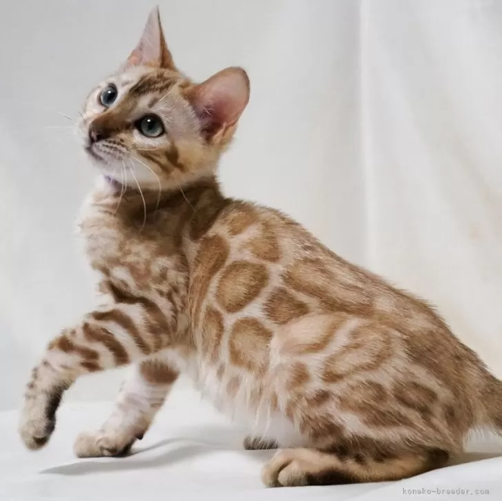ID:2404-01617の子猫