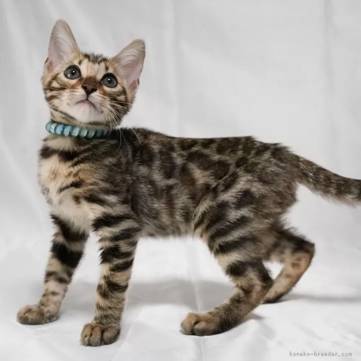 Y.T 様のお迎えした子猫