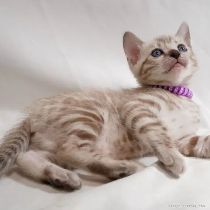 ID：2310-01857の子猫