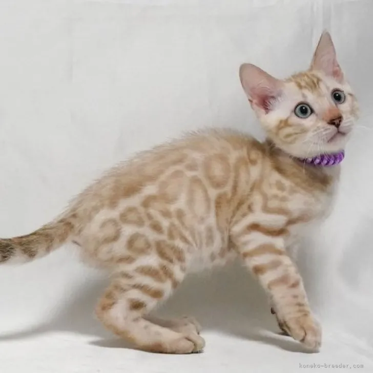 ID:2308-01381の子猫
