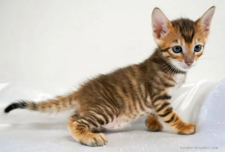 ID:2101-00970の子猫