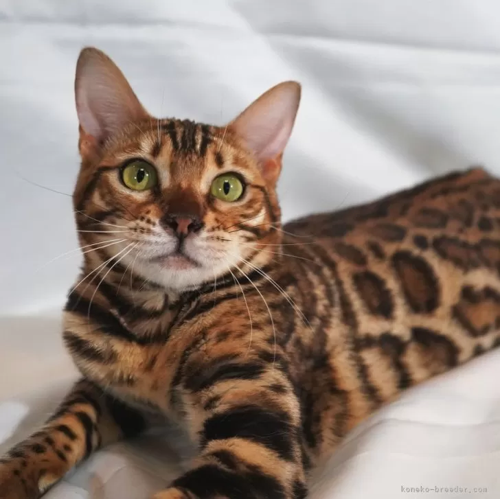 ID:2404-02640の子猫