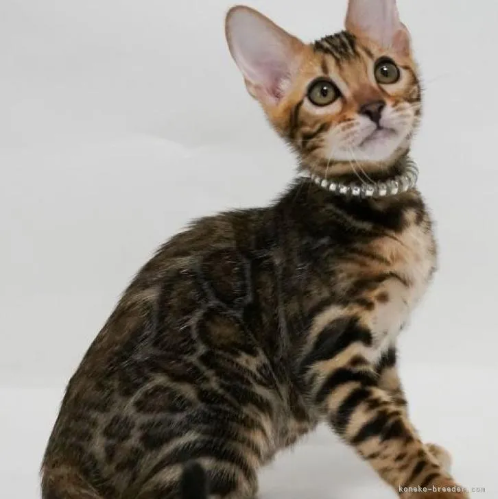 ID:2206-01537の子猫