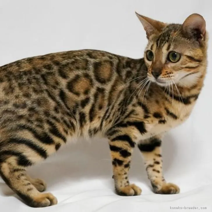ID:2207-02481の子猫
