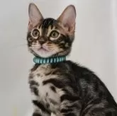 ベンガル【神奈川県・男の子・2024年3月10日・ブラウンスポテッドタビー(ロゼット)】の写真1