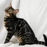 ベンガル【神奈川県・男の子・2023年7月11日・ブラウンチャコールスポテッドタビー(ロゼット)】の写真1