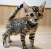 ベンガル【神奈川県・男の子・2020年4月12日・ブラウンスポテッドタビー(ロゼット)】の写真1「5/21撮影」