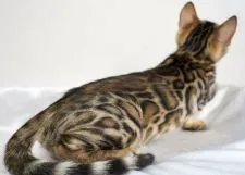 ベンガル【神奈川県・男の子・2020年11月6日・ブラウンスポテッドタビー(ロゼット)】の写真2「1/24撮影」