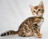 ベンガル【神奈川県・女の子・2022年11月18日・ブラウンスポテッドタビー(ロゼット)】の写真2「1/26撮影」