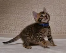 ベンガル【神奈川県・男の子・2017年11月7日・ブラウンスポッテドタビー】の写真2