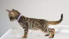 ベンガル【神奈川県・男の子・2020年9月17日・ブラウンスポテッドタビー(ロゼット)】の写真2