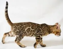 ベンガル【神奈川県・男の子・2021年6月12日・ブラウンスポテッドタビー(ロゼット)】の写真2「10/10撮影」