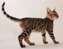 ベンガル【神奈川県・女の子・2021年12月11日・ブラウンスポテッドタビー(ロゼット)】の写真3「2/24撮影」