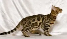 ベンガル【神奈川県・男の子・2019年4月26日・ブラウンスポテッドタビー】の写真4「9/22撮影」