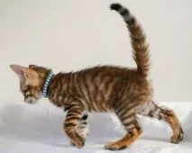 トイガー【神奈川県・男の子・2020年12月22日・ブラウンマッカレルタビー】の写真4「2/6撮影」