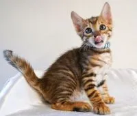 トイガー【神奈川県・男の子・2020年12月22日・ブラウンマッカレルタビー】の写真5「2/6撮影」