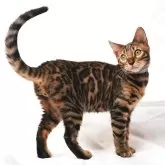 ベンガル【神奈川県・男の子・2025年3月22日・ブラウンスポテッドタビー(ロゼット)】の写真4