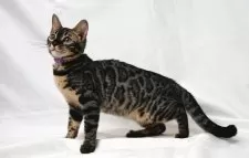 ベンガル【神奈川県・女の子・2025年3月4日・ブラウンチャコールスポテッドタビー(ロゼット)】の写真12