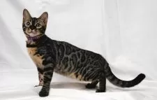 ベンガル【神奈川県・女の子・2025年3月4日・ブラウンチャコールスポテッドタビー(ロゼット)】の写真13