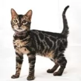 ベンガル【神奈川県・女の子・2025年3月25日・ブラウンチャコールスポテッドタビー(ロゼット)】の写真12