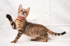 ベンガル【神奈川県・女の子・2025年7月12日・ブラウンスポテッドタビー(ロゼット)】の写真13