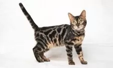 ベンガル【神奈川県・女の子・2025年3月25日・ブラウンチャコールスポテッドタビー(ロゼット)】の写真14