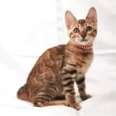 ベンガル【神奈川県・女の子・2025年7月12日・ブラウンスポテッドタビー(ロゼット)】の写真14