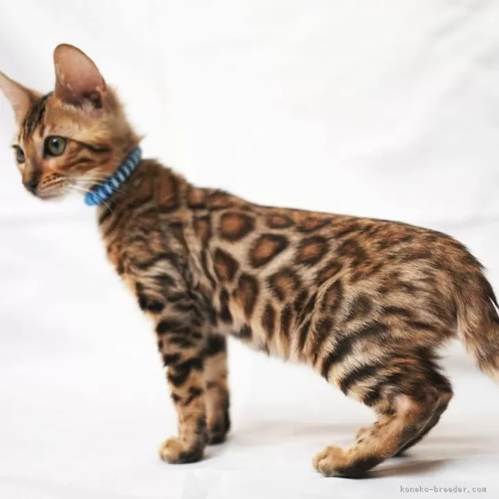 ID：2509-01905の子猫