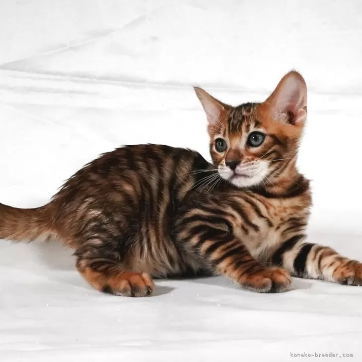 ID:2507-00363の子猫