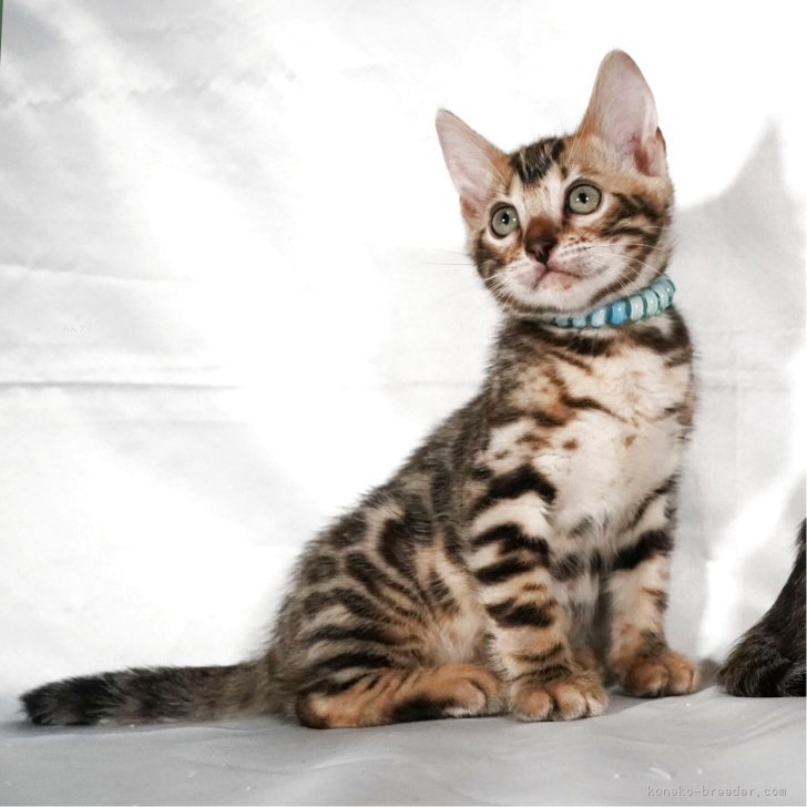 ブリーダー画像