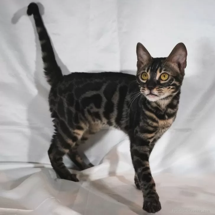 ID:2503-00044の子猫