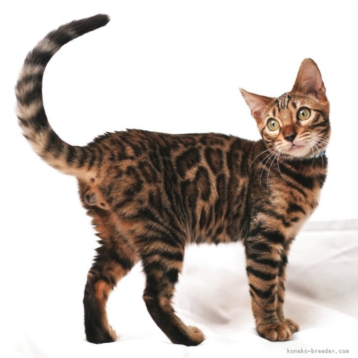 ブリーダー画像